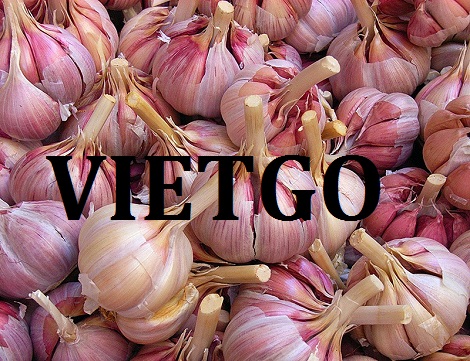 Tỏi tía Vietgo